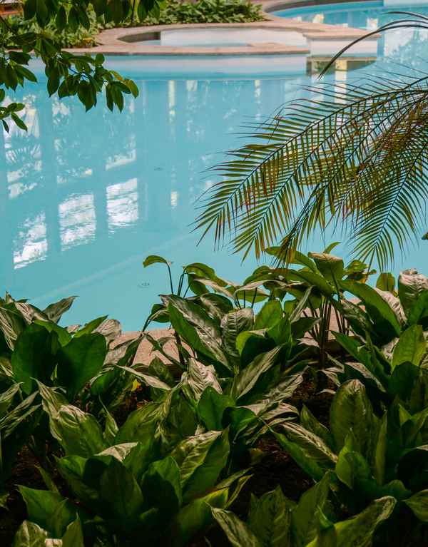 Indoor-Pool und Palmen 2