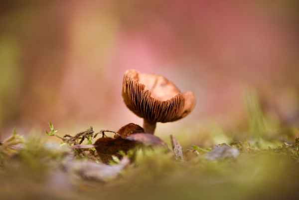 Pilz im Wald