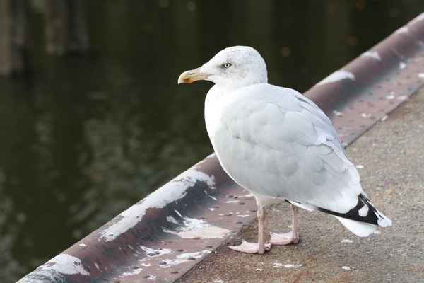 Eine weiße Möwe