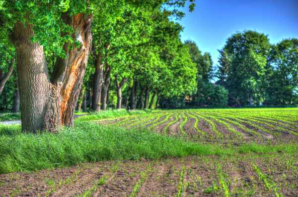 Baum am Feld