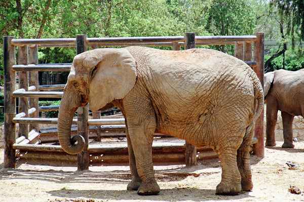 Elefant