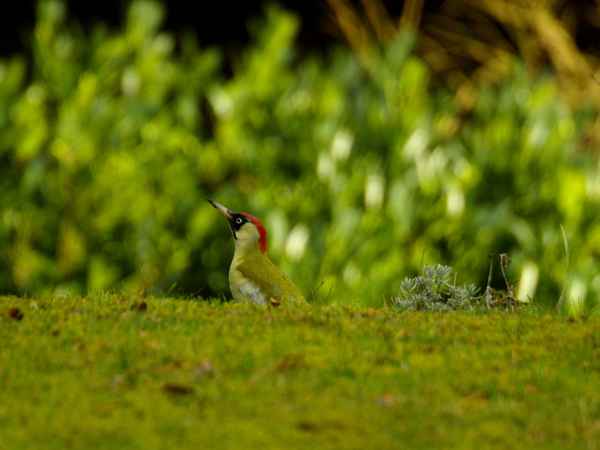 Grünspecht bei der GartenarbeitB