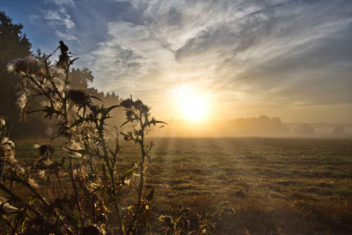 Sonnenaufgang in der Heide