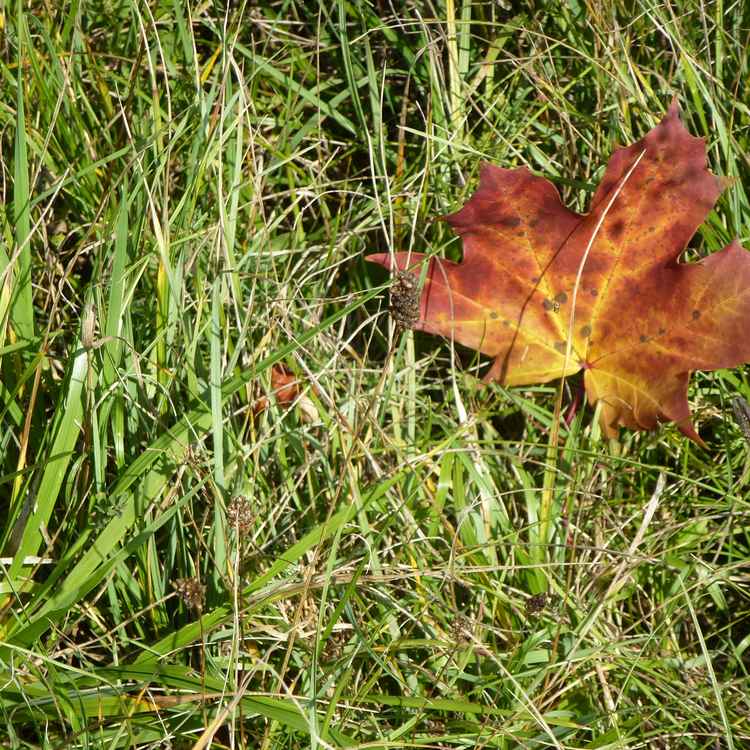 ein letztes Blatt