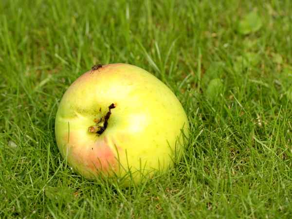 grahams jubileums apfel