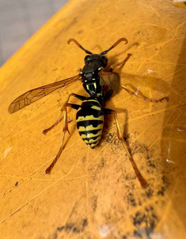 Polistes Feldwespe