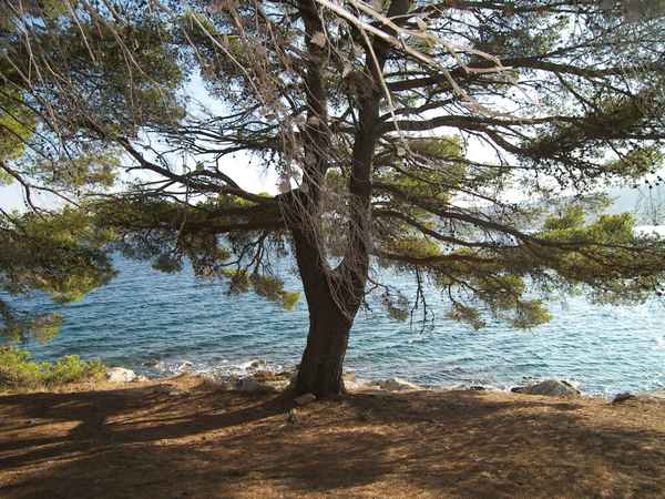 Insel Osljak