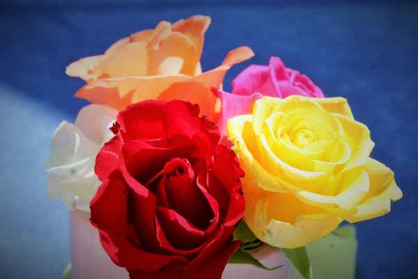 Rossen