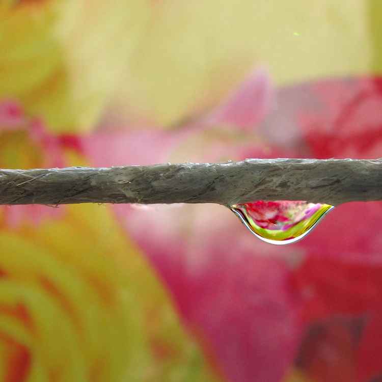 Bei uns regnet es Rosentropfen