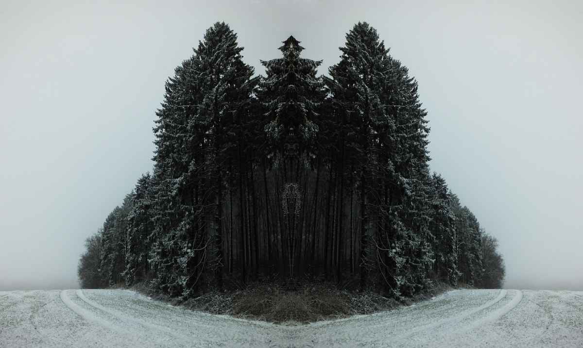 Gespiegelter Wald