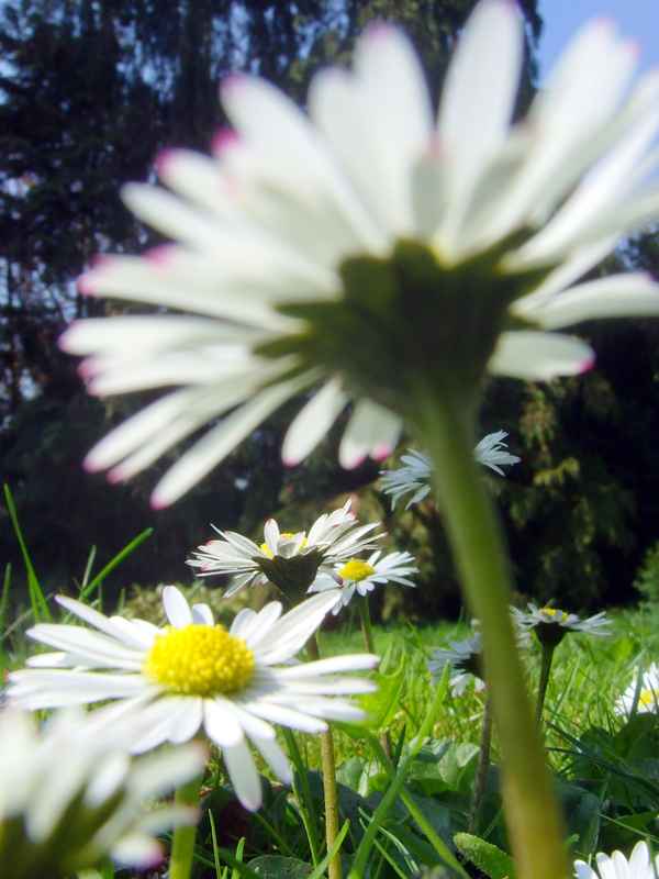 Ich will Sonne pur!!!!