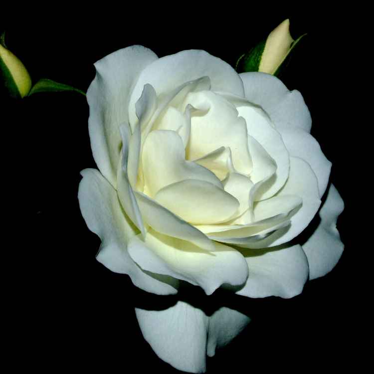 Weiße Rose im Dunkeln