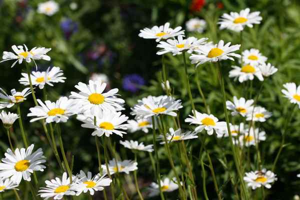Margeriten im Sonnenschein