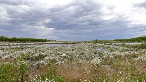 wollgrasblüte im wietingsmoor 3