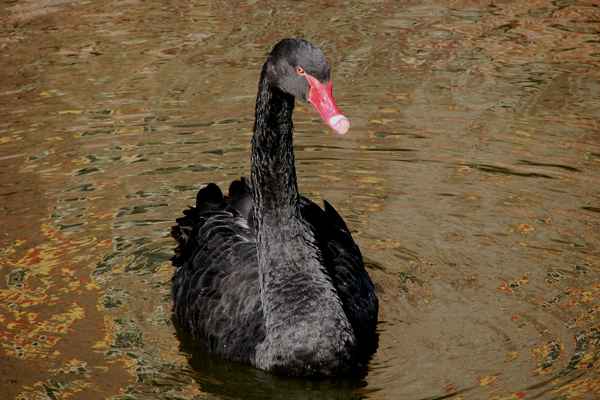 Schwarzer Schwan #2