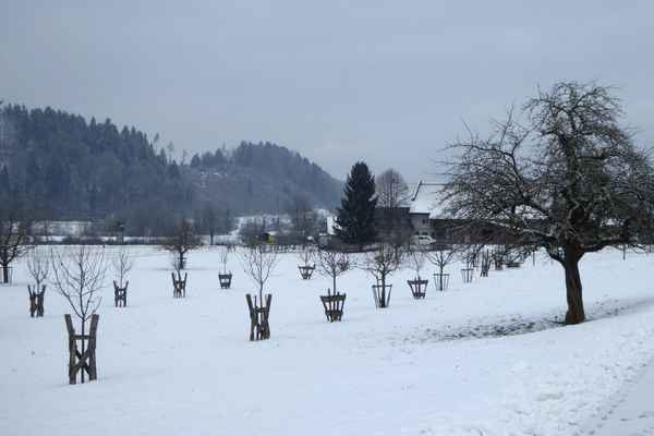 Junge Obstbaumplantage