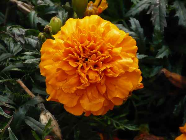 Schöne Blume