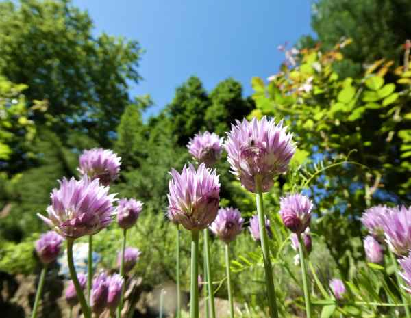 Frühe Bienenweide - blühender Schnittlauch