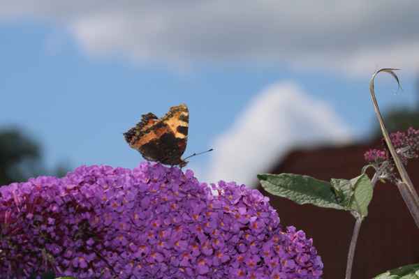 Schmetterling