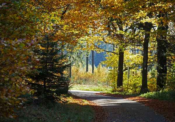 Herbstlicher Bergwald