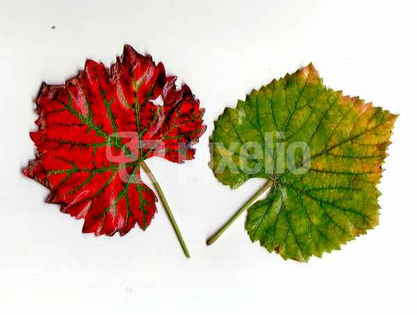 Rot und Grün