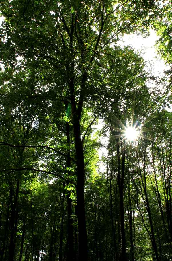 LICHT IM WALD II