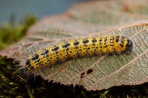 Mondvogelraupe_4