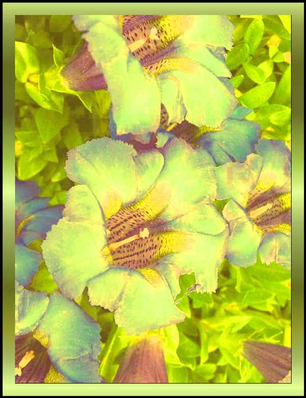 Experiment mit Blumen