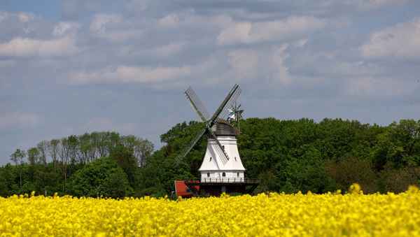 wedehorner mühle zur rapsblüte