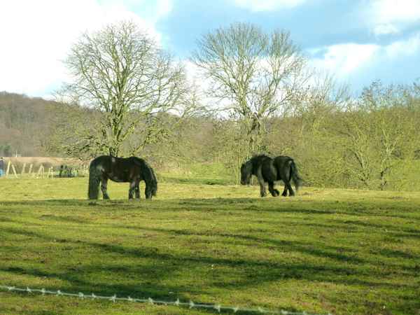 Fellponys