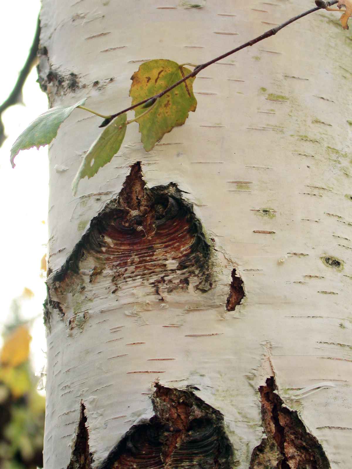 ein stückchen birke
