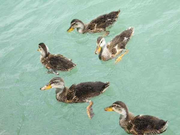 Alle meine Entchen...