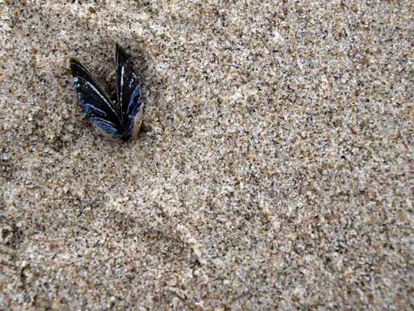 Muschel im Sand