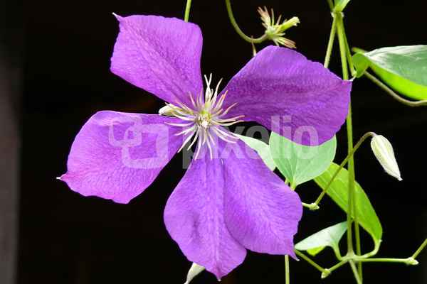 "Clematis"