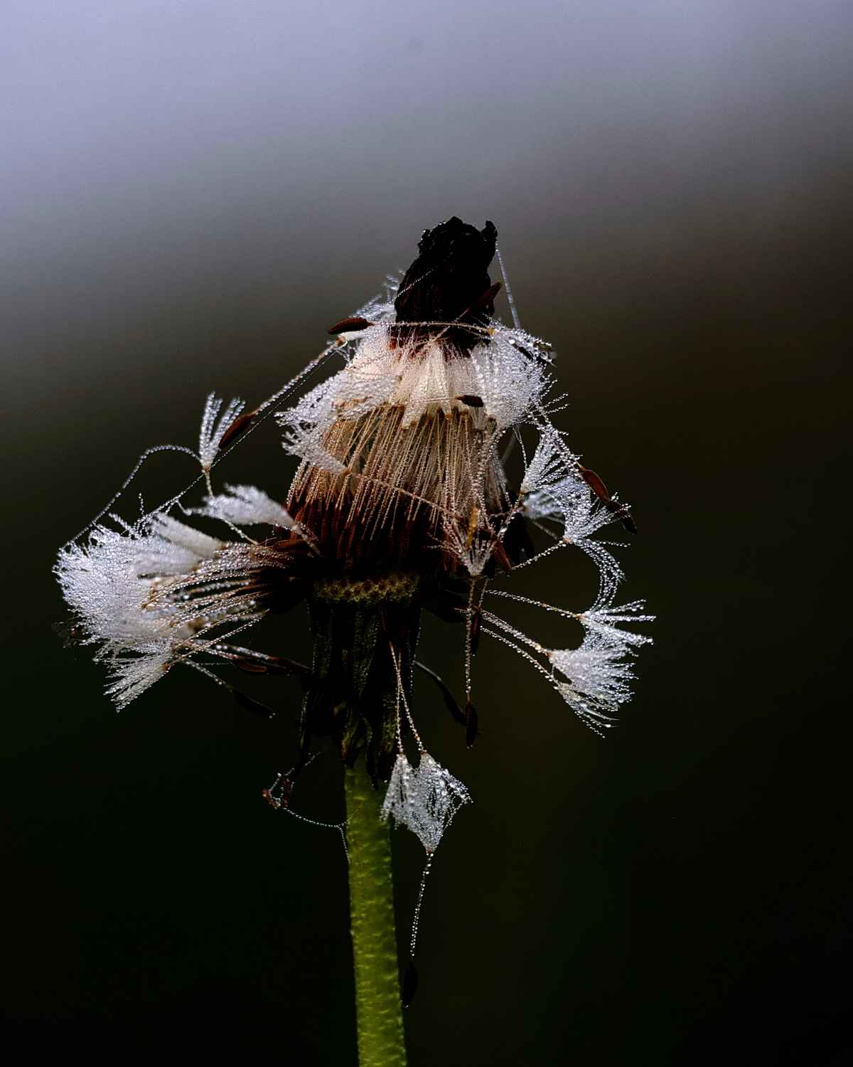 die vielen gesichter der pusteblumen 3