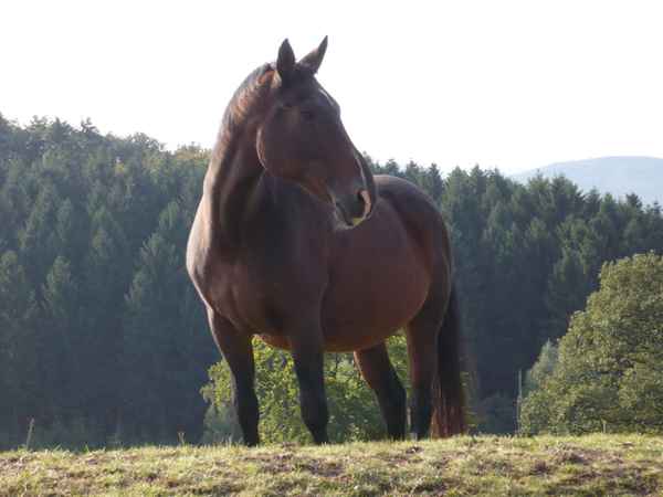 Klasse   Pferd