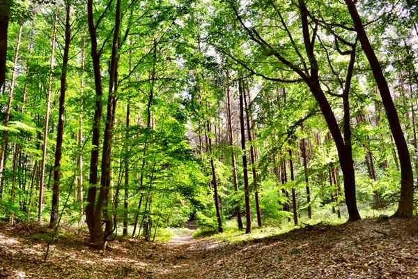 Waldspaziergang