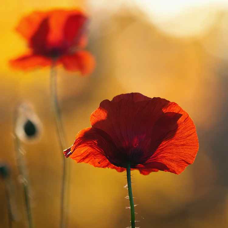 oktober mohn