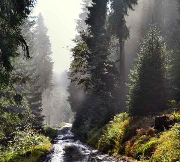 Waldweg