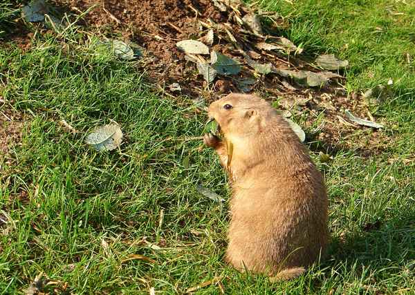 Präriehund bei der Mahlzeit