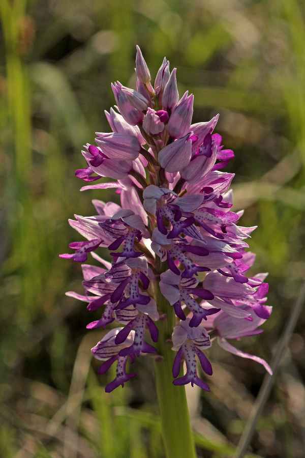 Wilde Orchidee