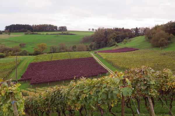 Rebberg mit Sortenvielfalt