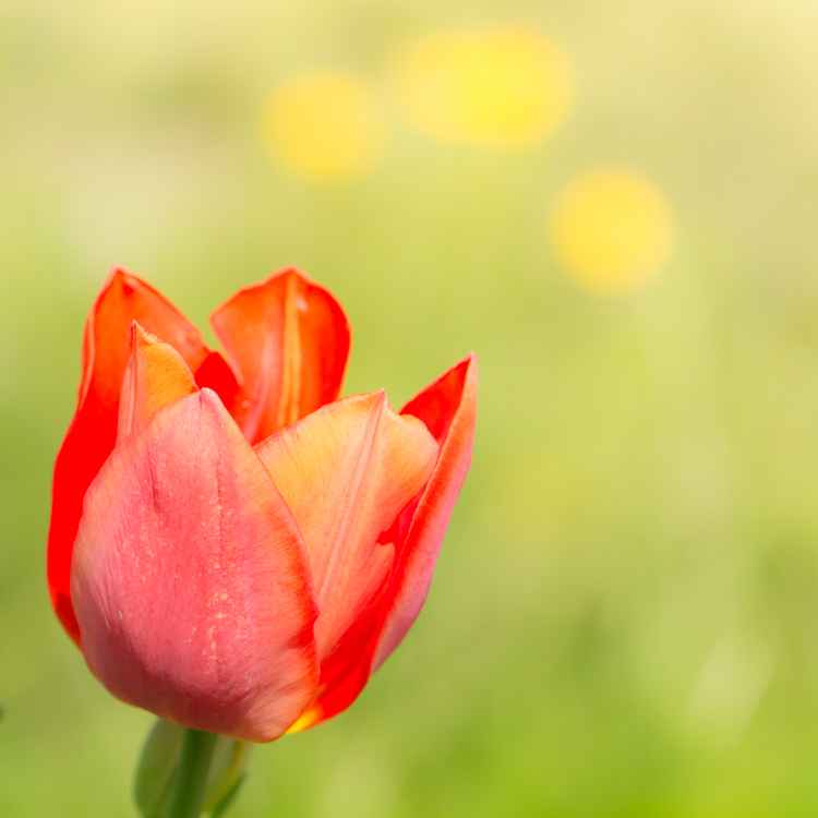 Blüte einer roten Tulpe