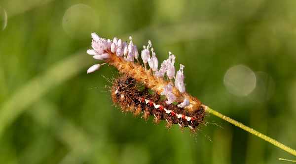 morgens in den Wiesen