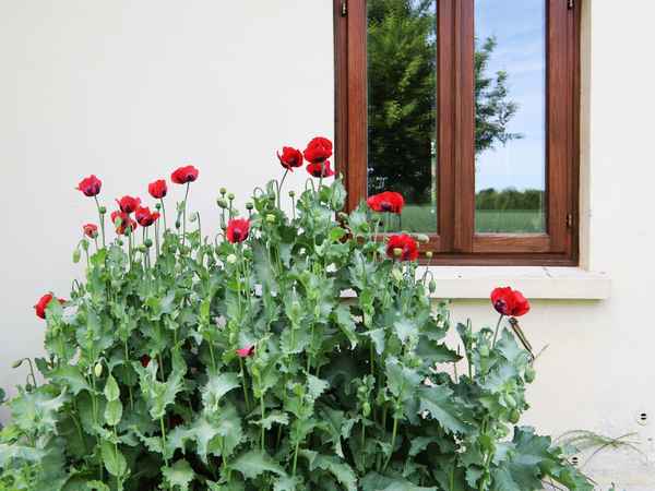 mohn vor dem fenster