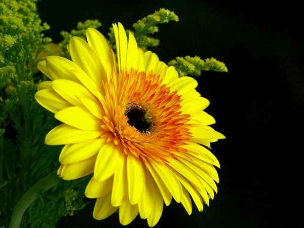 Gerbera mit Schleife