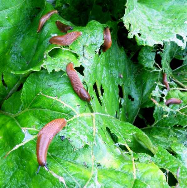 Schneckenplage
