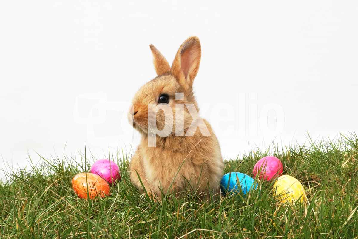 Kleiner Osterhase auf Wiese