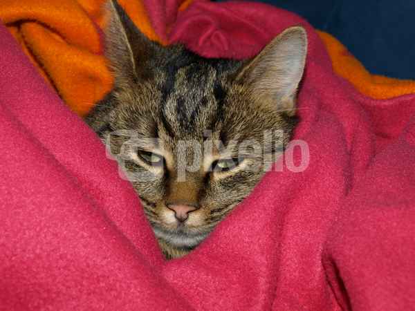 Kuschelzeit