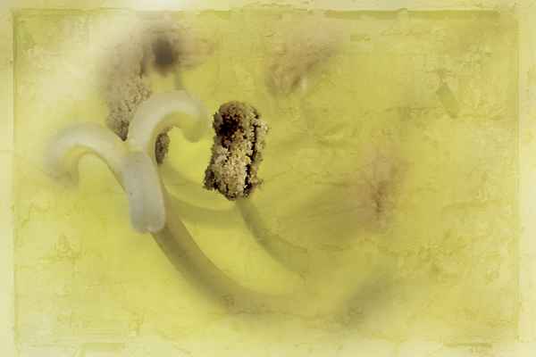 Eine Amaryllisblüte